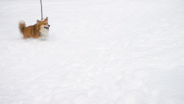 corgi fluffy running by the deep snow at the sunny winter day
