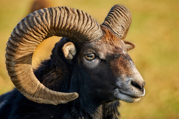Fototapeta premium Male mouflon or ram head with horns (Ovis Aries Musimon) against natural blurred background