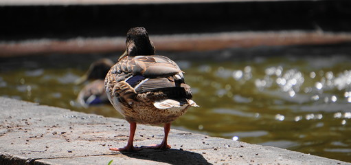 Ente von Hinten