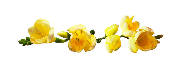 Line arrangement with yellow freesia flowers