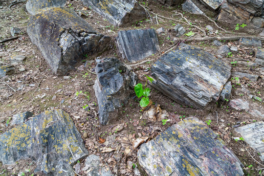Fossilized trunks