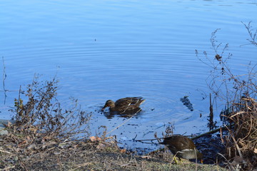 A lo largo del rio Rhone ,Ciudad de Lyon, Francia
