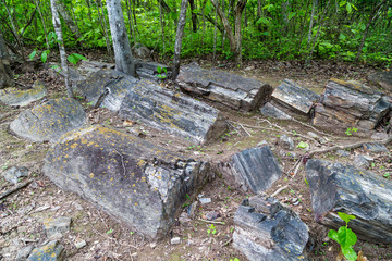 Fossilized trunks