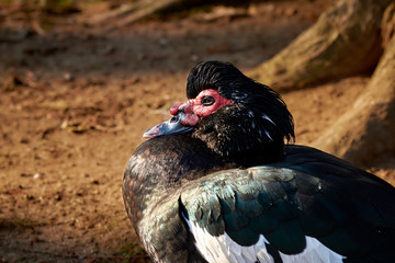 Close-up of a black Muscovy duck (Cairina Moschata) in the sunshine