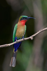 Obraz premium Red-throated bee-eater (Merops bulocki)