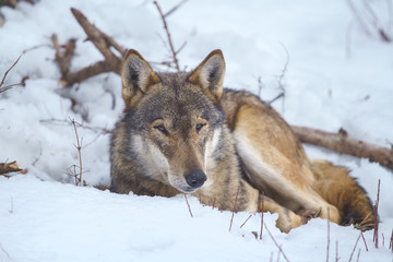 parco nazionale d'abruzzo