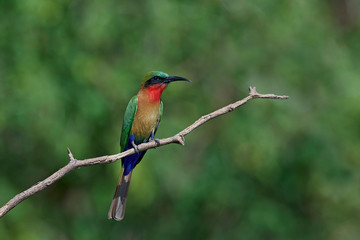 Fototapeta premium Red-throated bee-eater (Merops bulocki)
