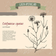 Centaurea cyanus aka cornflower or bachelor button sketch.