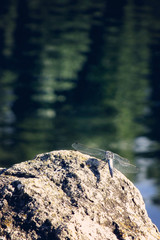 Outdoor photography Dragonfly on the lake