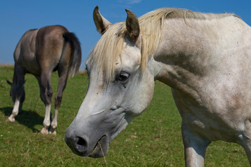 Fototapeta premium horse