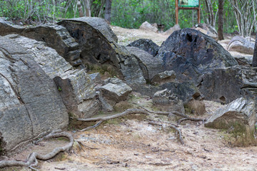 Fossilized trunks