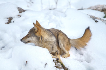 parco nazionale d'abruzzo