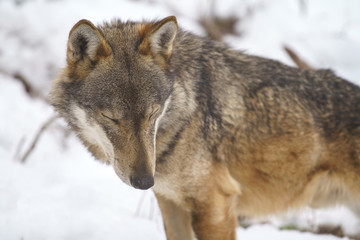 parco nazionale d'abruzzo