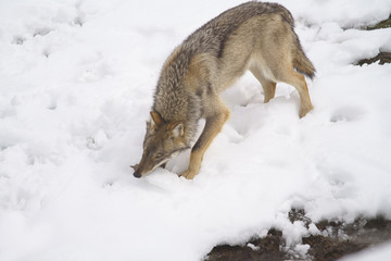 parco nazionale d'abruzzo
