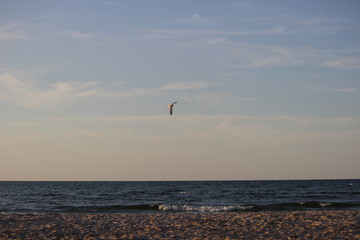 Möwe am Strand
