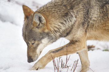 parco nazionale d'abruzzo