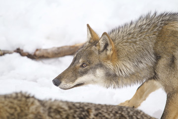 parco nazionale d'abruzzo