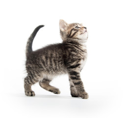 Cute tabby kitten on white