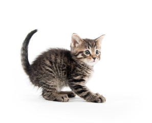 Cute tabby kitten on white