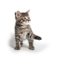 Cute tabby kitten on white