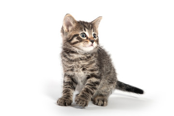 Cute tabby kitten on white