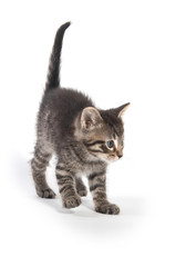 Cute tabby kitten on white