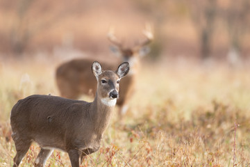 Obraz premium White-tailed doe and buck