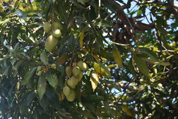mango tree