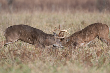 Two white-tailed deer bucks sparring