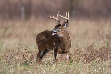 White-tailed deer buck in open meadow