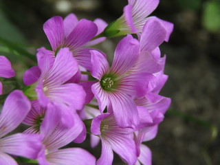 初夏の花