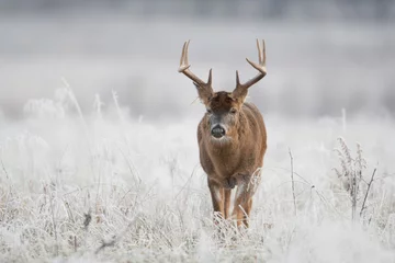 Schilderijen op glas White-tailed deer buck in frost covered field © Tony Campbell