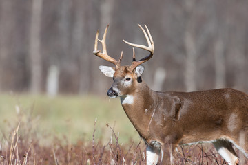Naklejka na ściany i meble Large white-tailed deer buck in meadow
