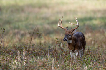 Large white-tailed deer buck in meadow