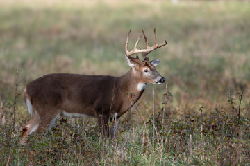 Naklejka na ściany i meble Large white-tailed deer buck in meadow