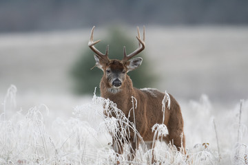 White-tailed deer buck in frost covered field