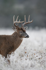 Naklejka na ściany i meble White-tailed deer buck in frost covered field