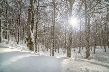 parco nazionale d'abruzzo