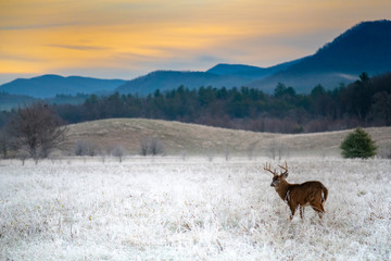 White-tailed deer buck in frosty field