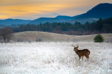 Naklejka na ściany i meble White-tailed deer buck in frosty field