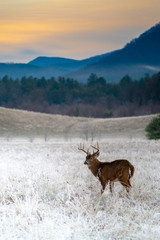 White-tailed deer buck in frosty field