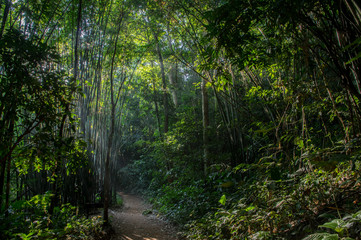 Jungle hike in Thailand