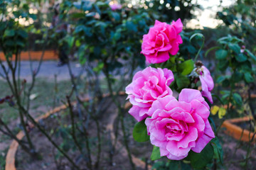 Pink rose blossoms