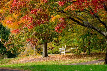 Autumn Bench
