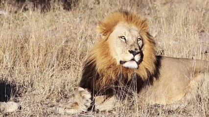 Tired Male Lion Wakes Up Briefly To Look Around Before Closing Eyes Again.