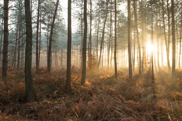 Obraz premium wschód słońca, krajobraz jesiennego lasu
