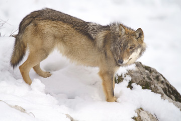 parco nazionale d'abruzzo