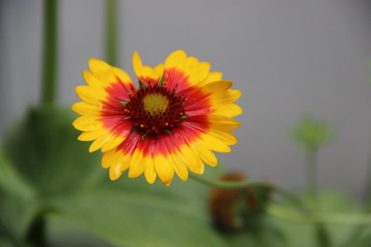 YELLOW AND RED FLOWER