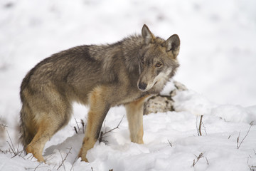 parco nazionale d'abruzzo