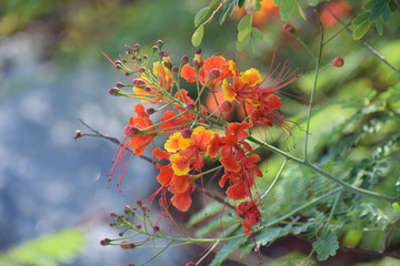puppy flower closeup
